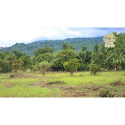 🌤 วิวภูเขาโอบล้อม ความสงบโอบใจ... ที่ดินสวนผลไม้ 120 ตร.ว. ต.หินตั้ง อ.เมือง จ.นครนายก 💛