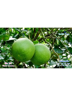 ที่ดินนครนายก สวนผลไม้ 2 ไร่ มีต้นพะยูง ต้นสักทอง ทุเรียน กาแฟ อยู่ใกล้เขื่อนขุนด่าน ต.สาริกา อ.เมือง จ.นครนายก