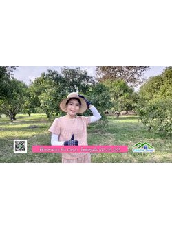 ขายสวนมะยงชิดพันธุ์ทูลเกล้า ขนาด 7 ไร่ ทำเลดีเยี่ยม ติดถนนลาดยาง ต.เขาเพิ่ม อ.บ้านนา จ.นครนายก