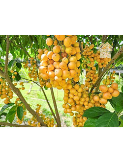 🌿 สวนผลไม้ในฝัน ใกล้เขื่อนขุนด่านปราการชล — 1 ไร่ 12 ตรว. ต.หินตั้ง อ.เมือง จ.นครนายก 🌿