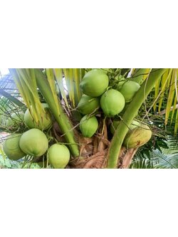 ที่ดินนครนายก บ้านสวนผลไม้ พื้นที่ 1 ไร่ 1 งาน ติดคลองส่งน้ำ ปลูกผลไม้หลากหลาย อ.ปากพลี จ.นครนายก