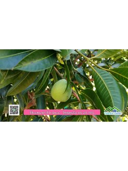 บ้านสวนผลไม้ สามารถเก็บผลผลิตได้เลย พื้นที่ 2 ไร่ 1 งาน อ.ปากพลี จ.นครนายก