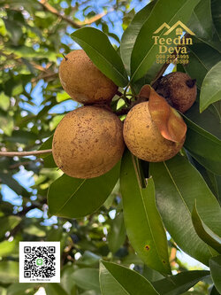 🌄 บ้านสวนผลไม้ในฝันกลางวิวเขาใหญ่ — 2 ไร่ 45 ตรว. ต.นาหินลาด อ.ปากพลี จ.นครนายก 🍃