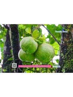 🌳🏠 ที่ดินสวนผลไม้ ขนาด 2 ไร่ 33.6 ตรว เหมาะกับการสร้างบ้านสวน ต.สาริกา อ.เมือง จ.นครนายก