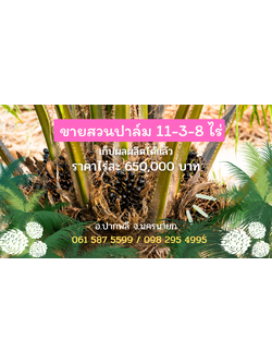 ขายที่ดิน สวนปาล์ม แปลงสวย ทำเลดี เนื้อที่ 11-3-8 ไร่ ให้ผลผลิตแล้ว อ.ปากพลี จ.นครนายก