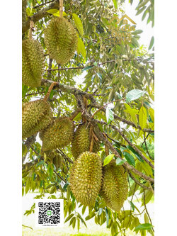 ที่ดินนครนายก วิวภูเขา สวนผลไม้ ทุเรียน มังคุด พร้อมเก็บเกี่ยว ขนาด 1 ไร่ ต.หินตั้ง อ.เมือง นครนายก