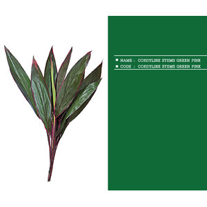 CORDYLINE-STEMS-GREEN-PINK