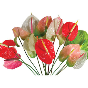 ANTHURIUM
