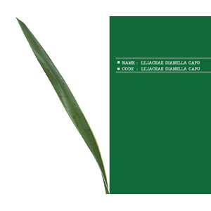 LILIACEAE-DIANELLA-CAPU