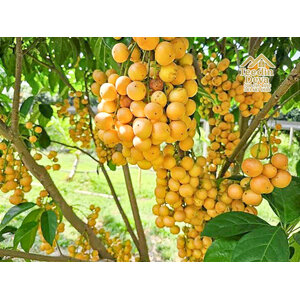 🌿 สวนผลไม้ในฝัน ใกล้เขื่อนขุนด่าน วิวเขาใหญ่ — 1 ไร่ 12 ตรว. ต.หินตั้ง อ.เมือง จ.นครนายก 🌿