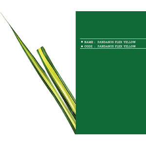 PANDANUS-FLEX-YELLOW