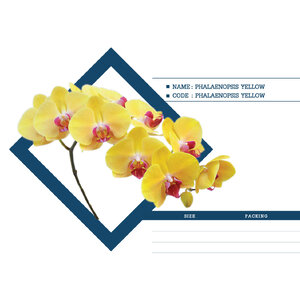 PHALAENOPSIS-YELLOW