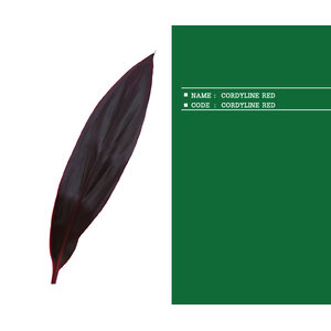 CORDYLINE-RED