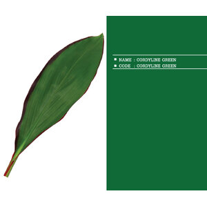 CORDYLINE-GREEN