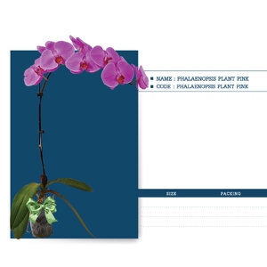 PHALAENOPSIS-PLANT-PINK