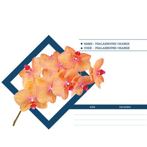 PHALAENOPSIS-ORANGE
