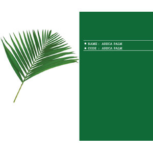 ARECA-PALM