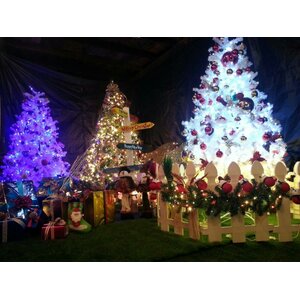 เลือกซื้อต้นคริสต์มาสพร้อมตกแต่ง