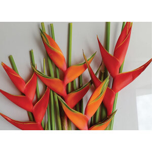 HELICONIA