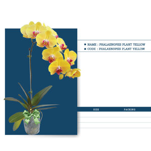 PHALAENOPSIS-PLANT-YELLOW