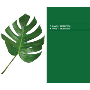 MONSTERA
