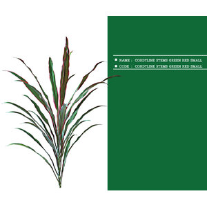 CORDYLINE-STEMS-GREEN-RED-SMALL