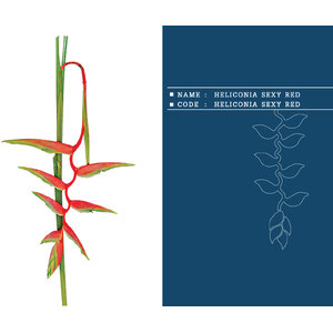 HELICONIA-SEXY-RED