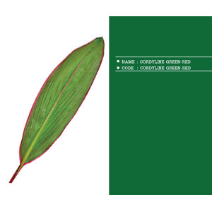 CORDYLINE-GREEN-RED