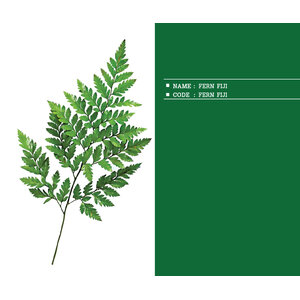 FERN-FIJI
