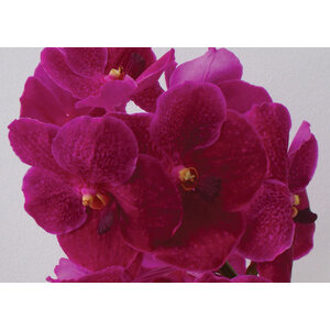 VANDA