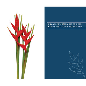 HELICONIA-BIG-BUD-RED