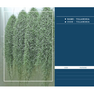 TILLANDSIA