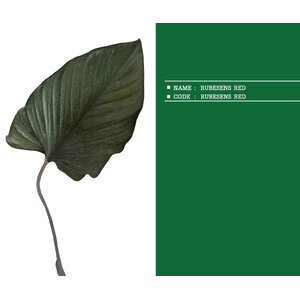 RUBESENS-RED