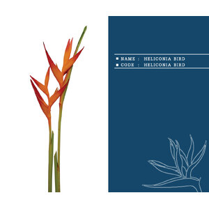 HELICONIA-BIRD