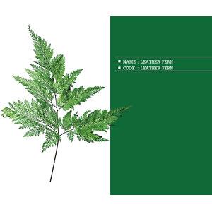LEATHER-FERN