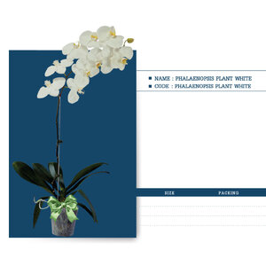 PHALAENOPSIS-PLANT-WHITE