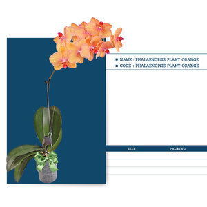 PHALAENOPSIS-PLANT-ORANGE