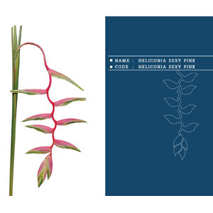 HELICONIA-SEXY-PINK