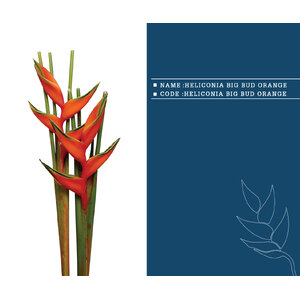 HELICONIA-BIG-BUD-ORANGE