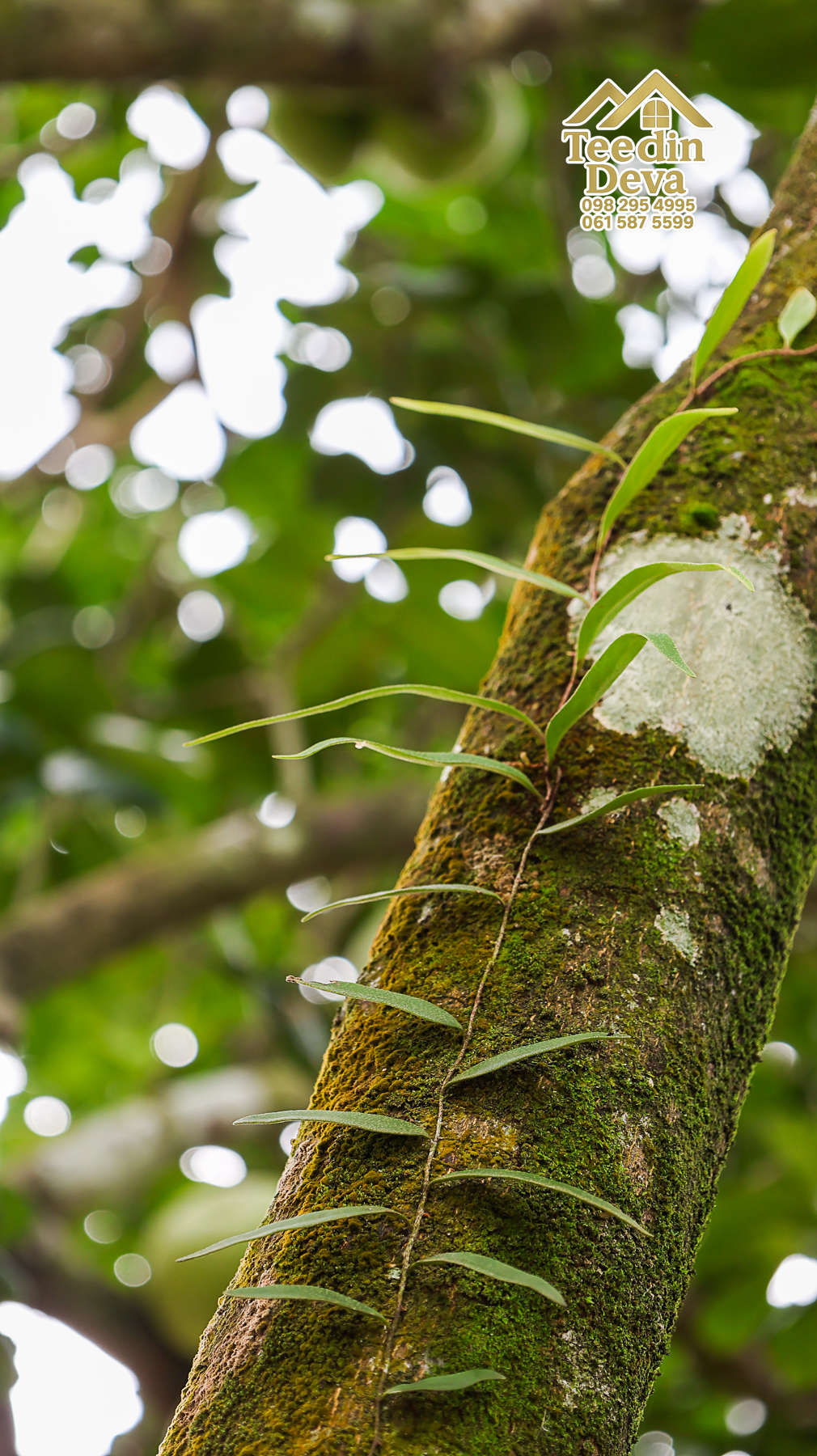 ที่ดินติดภูเขา เนินสวย พร้อมพัฒนารีสอร์ทหรือพูลวิลล่า 1 ไร่ ต.เขาพระ อ.เมือง จ.นครนายก 🏡