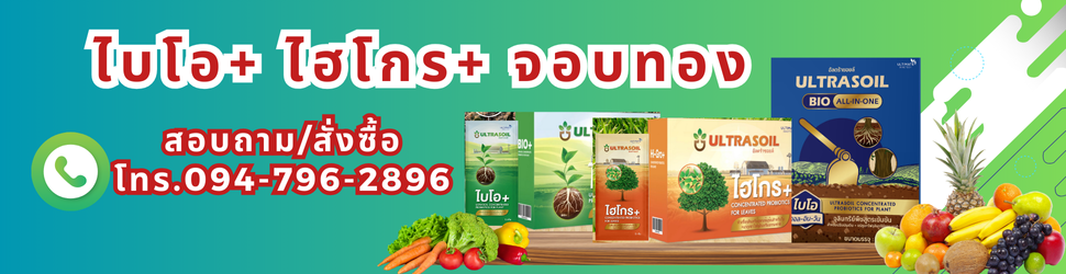 จุลินทรีย์พืช ไฮโกร ไบโอ จอบทองคำBy ลุงเอ็กซ์ 0827924456