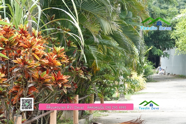 🌳 ที่ดินแปลงสวย 1 ไร่ 21 ตร.ว ใกล้กับแม่น้ำนครนายก บรรยากาศดี ร่มรื่น มีต้นไม้ใหญ่ในแปลง โฉนดครุฑแดง