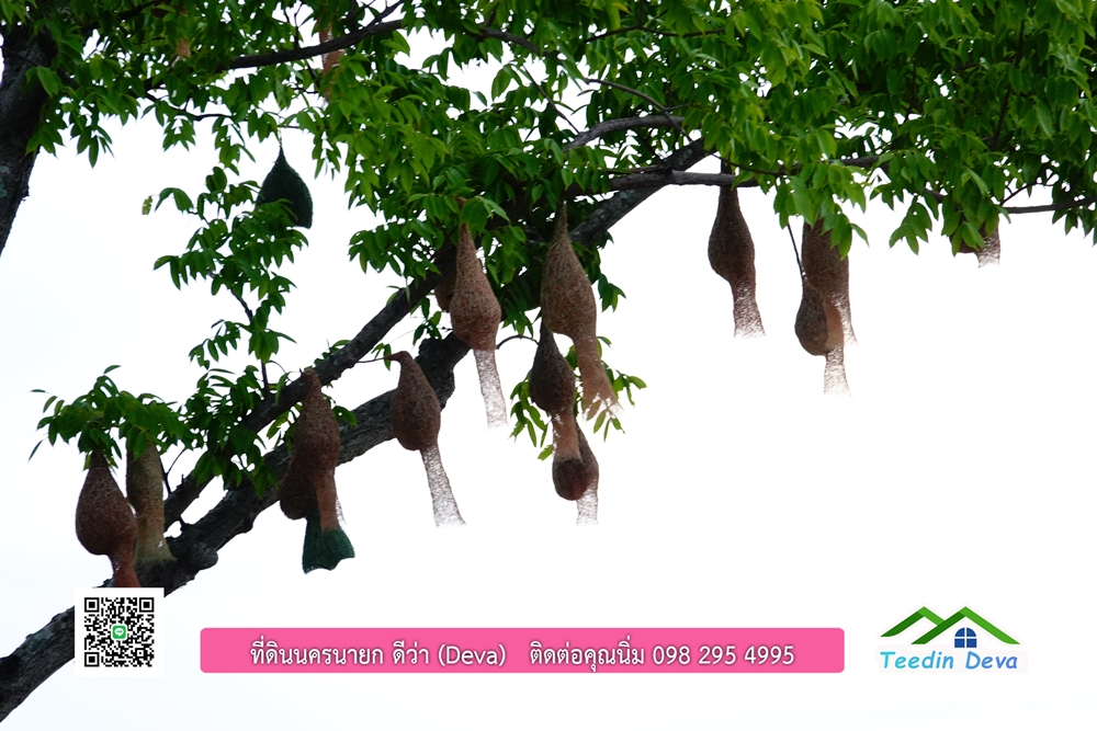 ที่ดินนครนายก โครงการ mountain 6