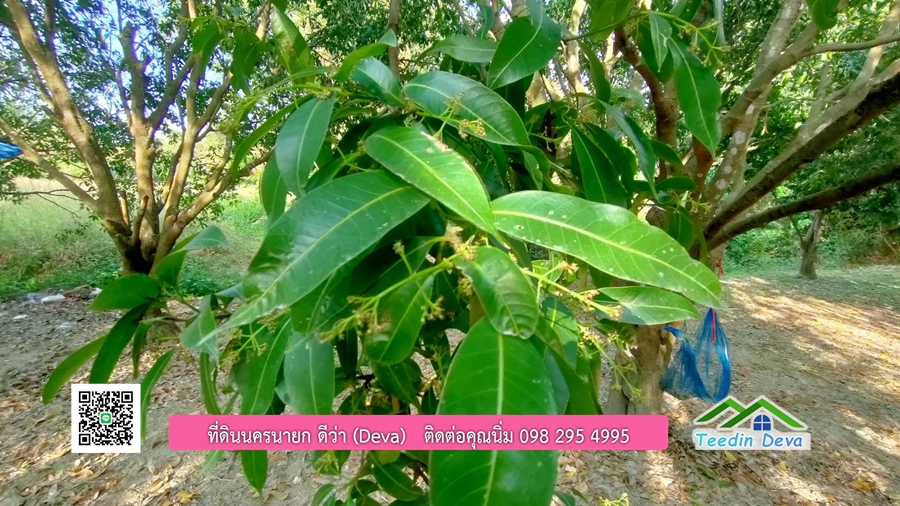 ขายสวนมะยงชิดพันธุ์ทูลเกล้า ขนาด 7 ไร่ ทำเลดีเยี่ยม ติดถนนลาดยาง ต.เขาเพิ่ม อ.บ้านนา จ.นครนายก