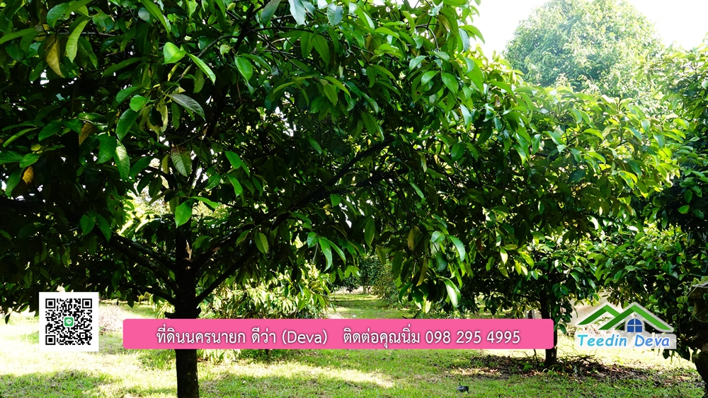 ที่ดินนครนายก สวนผลไม้ พื้นที่ 7 ไร่ ปลูกทุเรียน มังคุด ลองกอง มะยมชิด มีอาคาร 4 หลัง ด้านหน้าถนนสาธารณะ ด้านหลังติดอ่างเก็บน้ำ