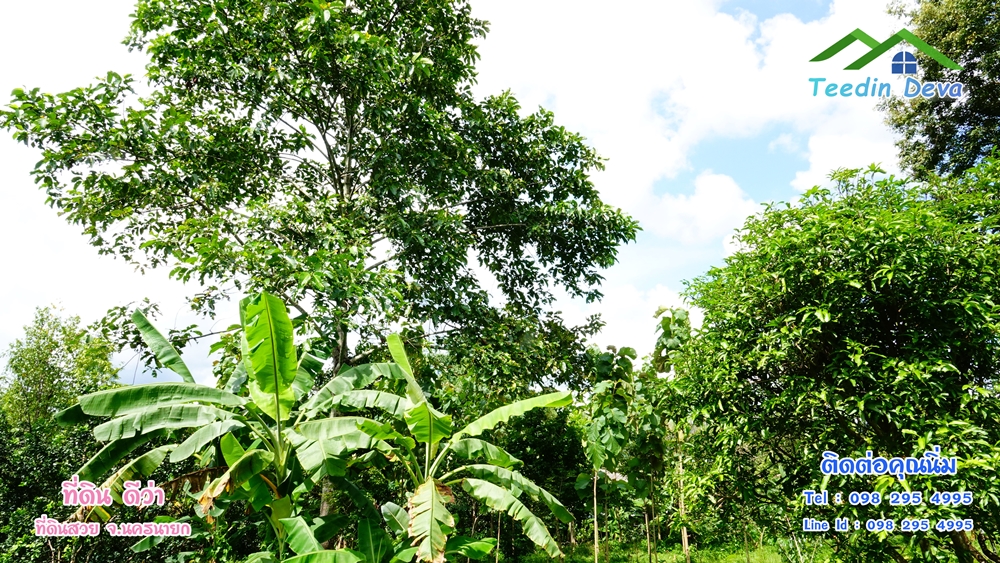 ที่ดินนครนายก สวนผลไม้ 2 ไร่ มีต้นพะยูง ต้นสักทอง ทุเรียน กาแฟ อยู่ใกล้เขื่อนขุนด่าน ต.สาริกา อ.เมือง จ.นครนายก