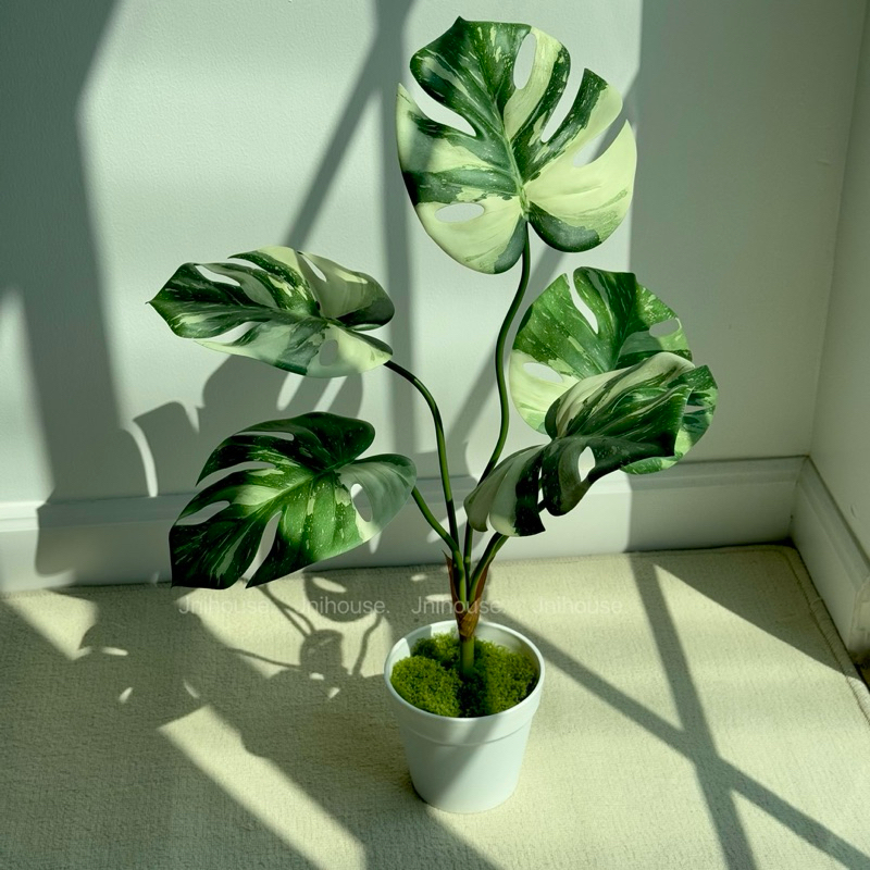 [พร้อมส่ง] Jnihouse : ต้นมอนสเตร่าประดิษฐ์กระถางขาว (Monstera Plant)(Tree)