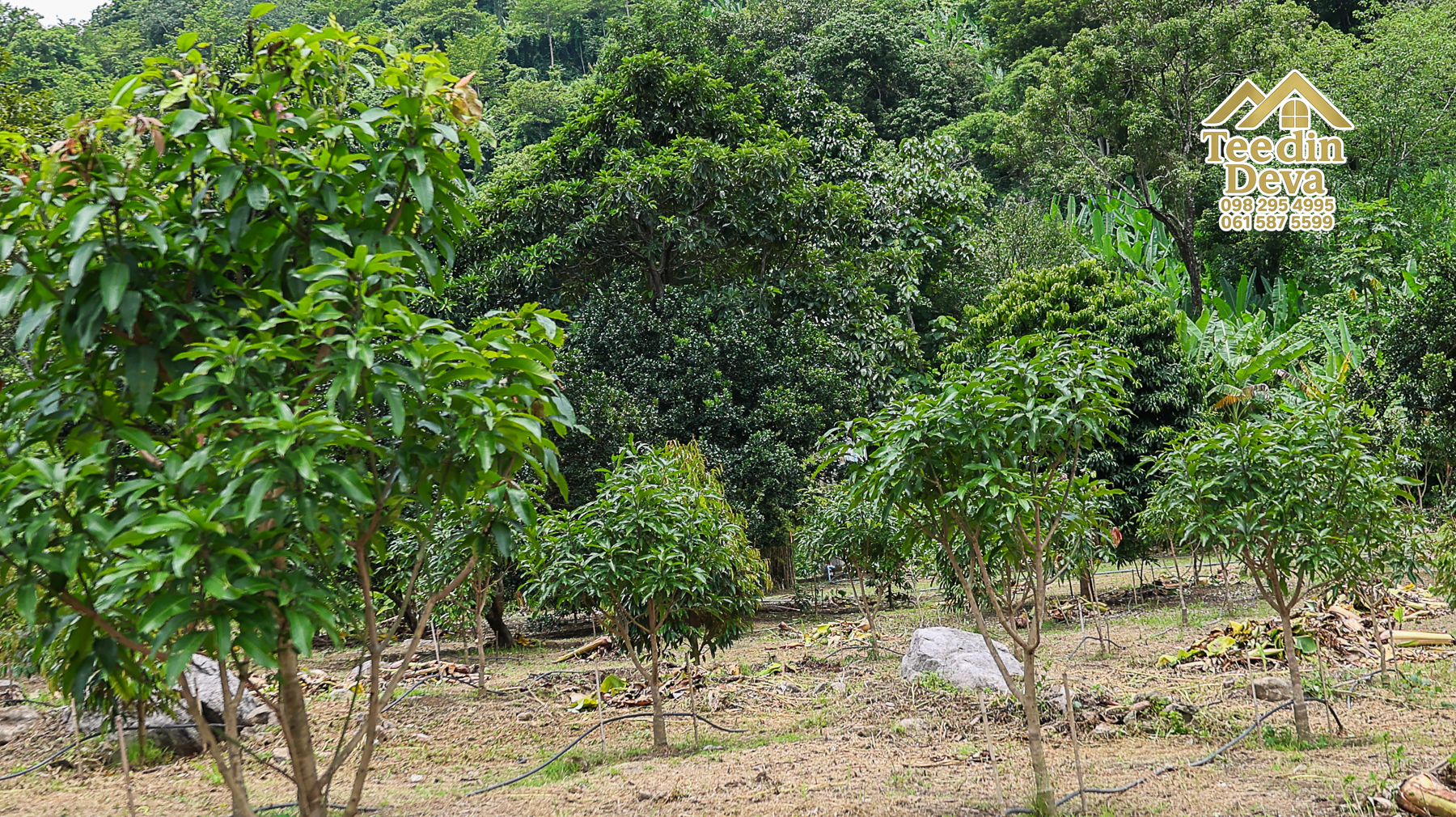 ที่ดินติดภูเขา เนินสวย พร้อมพัฒนารีสอร์ทหรือพูลวิลล่า 1 ไร่ ต.เขาพระ อ.เมือง จ.นครนายก 🏡