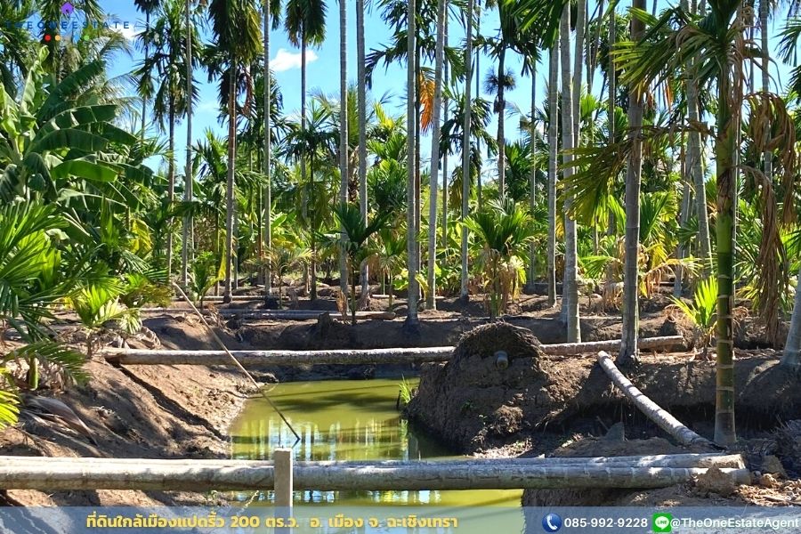 📣 ขายด่วน! ที่ดินเมืองแปดริ้วบรรยากาศสวน 200 ตรว. บรรยากาศดีมาก เหมาะทั้งทำการเกษตร สร้างบ้านอาศัย ต.บางตีนเป็ด อ.เมือง จ.ฉะเชิงเทรา The Best ! | โทร. 085-992-9228