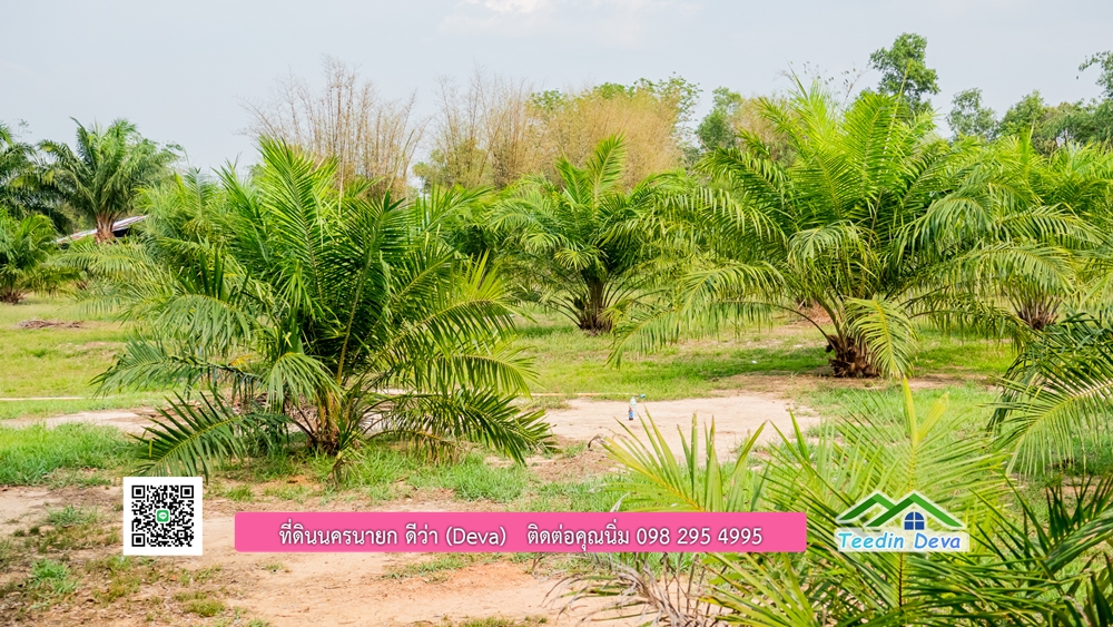 ขายที่ดิน สวนปาล์ม แปลงสวย ทำเลดี เนื้อที่ 11-3-8 ไร่ ให้ผลผลิตแล้ว อ.ปากพลี จ.นครนายก